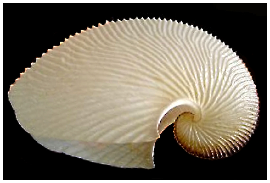 Coquille d'argonaure